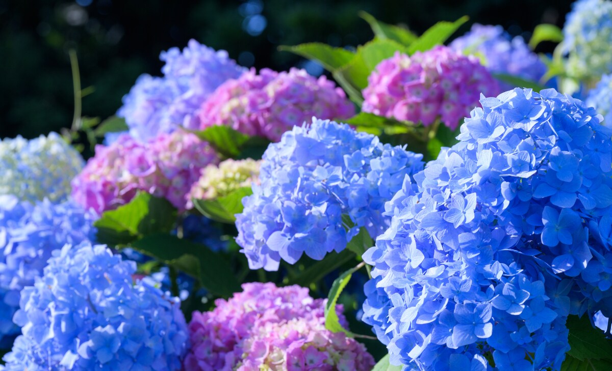 【6月6日は梅の日】この時期の雨を「梅雨」と呼ぶのは何故でしょう?