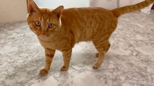 家にやって来る野良猫に『翻訳アプリ』使ってみたら…まさかの"発言"が感動的すぎると10万7000再生「想いが通じている」の声