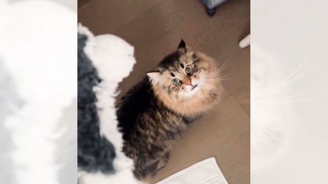 『普段はあまり鳴かない猫』がイヌのぬいぐるみを"洗われた"結果…可愛すぎな反応が57万2000表示突破「イヌゥ～！」「感情爆発」