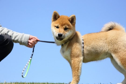 犬に絶対NGな『リードの持ち方』4選　楽しいはずの散歩が愛犬を危険な目にあわせてしまうかも