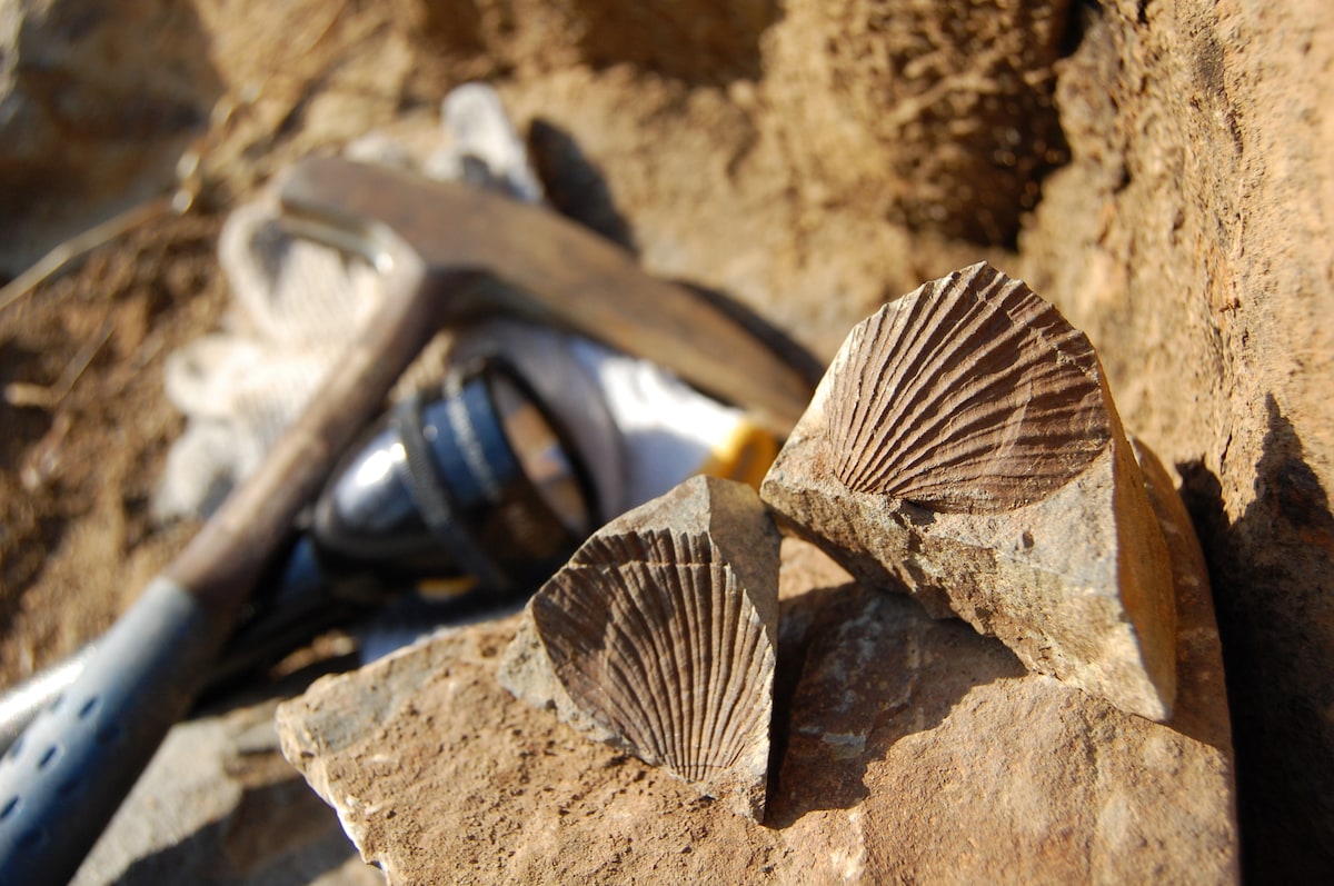 常識?「大森貝塚」を発見したのは誰でしょう?【6月18日は考古学出発の日】