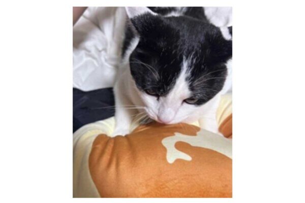 猫サマが“メロメロ”になるクッション…SNSで話題「北海道チーズ蒸しケーキ」BOOK、異例の15万部