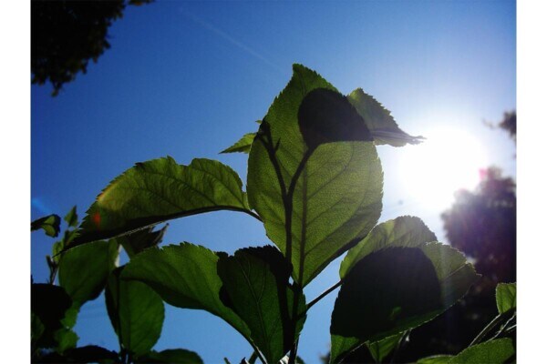 【二十四節気】6月21日「夏至」ってどんな日？　世界中で夏至祭りが行われる理由とは？