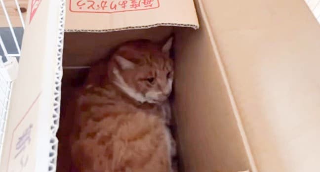 下半身不随の『ビビリな保護猫』成長記録を付けたら…徐々に”心を開く姿”が感動的すぎると7.2万再生「辛かったね」「幸せになって！」