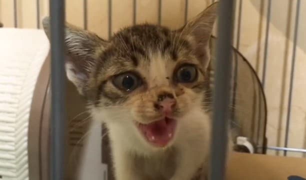 『ずっと鳴いていたガリガリの赤ちゃん猫』保護したら…1ヶ月間の変化に"感動"すると8万100再生「最高の主」「本当にありがとう」