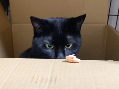 『臆病な元野良猫』に大好物をあげたら…微笑ましい反応に可愛すぎると6万5000再生の反響「パパ優しすぎる」「ジーンと来た」の声