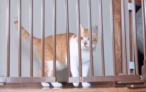 元野良猫のお出迎えを撮ってみたら…まさかの『事実』が可愛すぎると20万9000再生の大反響「たまらん」「羨ましい」の声