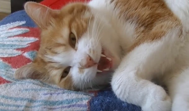 『お昼寝の前にお話しないと眠れない猫』会話撮ってみたら…まさかの『理解して返事する様子』が315万再生「感動した」「すごいな」