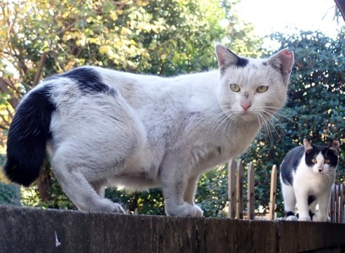 【獣医師コラム】娘猫の身代わりに『自ら捕獲器に入った母猫』の話