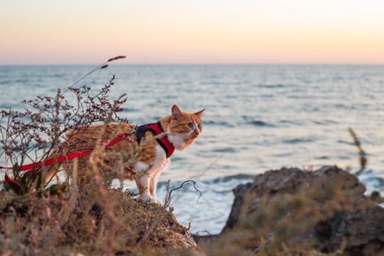 「リードをつけて冒険の旅に」猫と外出する飼い主が増加中　一方で猫のストレスを懸念する声も　英国