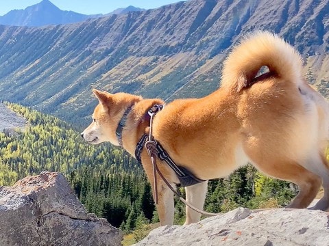 犬が登山中に『熊の気配』を察知した結果…飼い主に危険を知らせる頼もしい姿が16万再生「優秀なガードマン」「心強すぎる」と賞賛の声