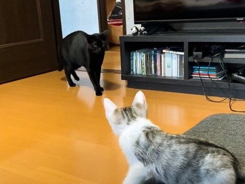 『保護赤ちゃん猫』が先住猫と初対面した結果…まさかの様子に"大物感"が半端なさ過ぎると5万9000再生「安心したｗｗ」「凄いな」