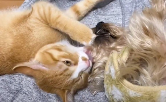 保護猫と先住犬の距離が縮まった結果…『種を超えた愛情表現』が想像以上すぎると1万2000再生「涙が出そう」「信頼の絆だ」