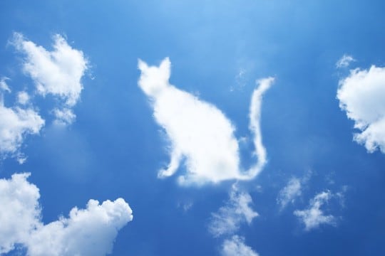 亡くなった愛猫はどうなるの？「虹の橋」以外にも2つの説があった