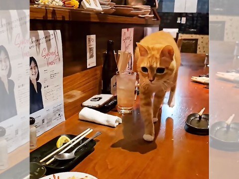 『居酒屋で過ごす猫』が可愛すぎると話題に…「毎日通いたいレベルで素敵」「みんな道作ってて笑った」182万再生の大反響