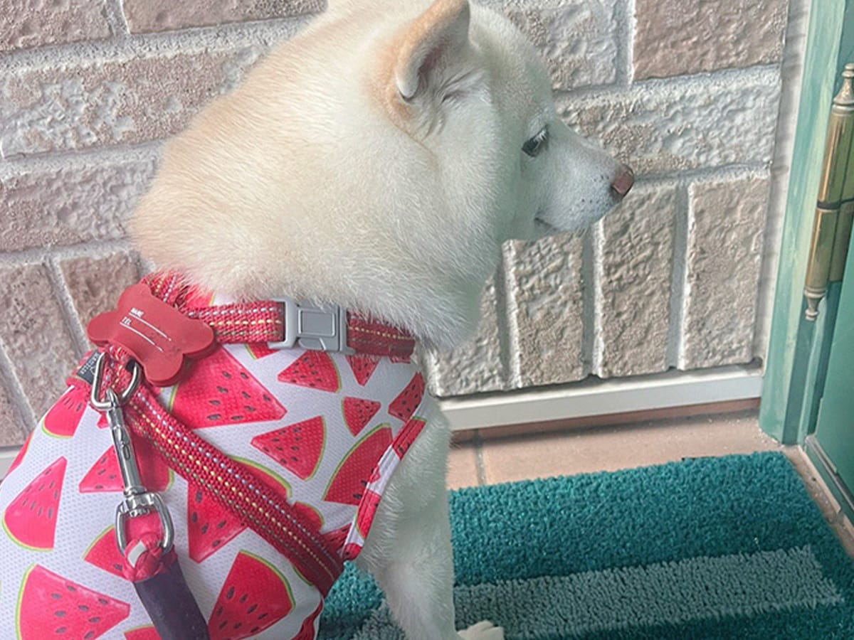 お気に入りの服を着た柴犬　１年後の姿に、飼い主「なんだコレは」