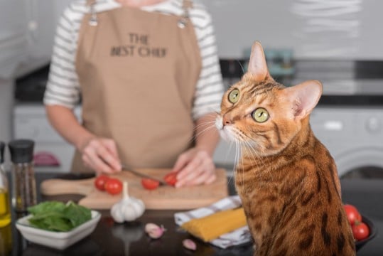 猫が『キッチン』に入りたがる理由3選　できれば入ってほしくないときの対処法もご紹介