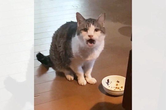 これぞ年の功！？「ご飯足りないニャ」とアピールして飼い主を手玉に取る16歳の猫さんに、感心の声多数