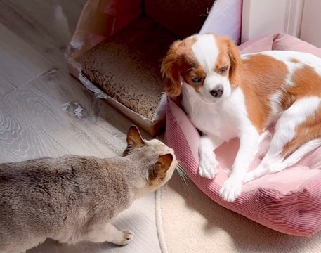 猫がお気に入りのベッドを『犬に占領された』結果…取り返すためにとったまさかの行動が『容赦なさすぎる』と4万6000再生を突破