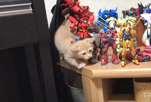 赤ちゃん猫が『ガンプラを倒さずに』進もうと努力した結果…可愛すぎる結末が67万再生「逆襲のニャア」「わろたｗｗ」と大反響