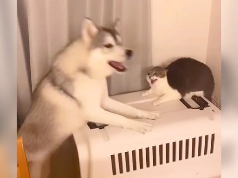 『一緒に遊びたかっただけなのに…』犬が猫を誘った結果、まさかの展開に『思考停止』する光景が25万再生「戸惑い顔ｗ」「猫強すぎる」