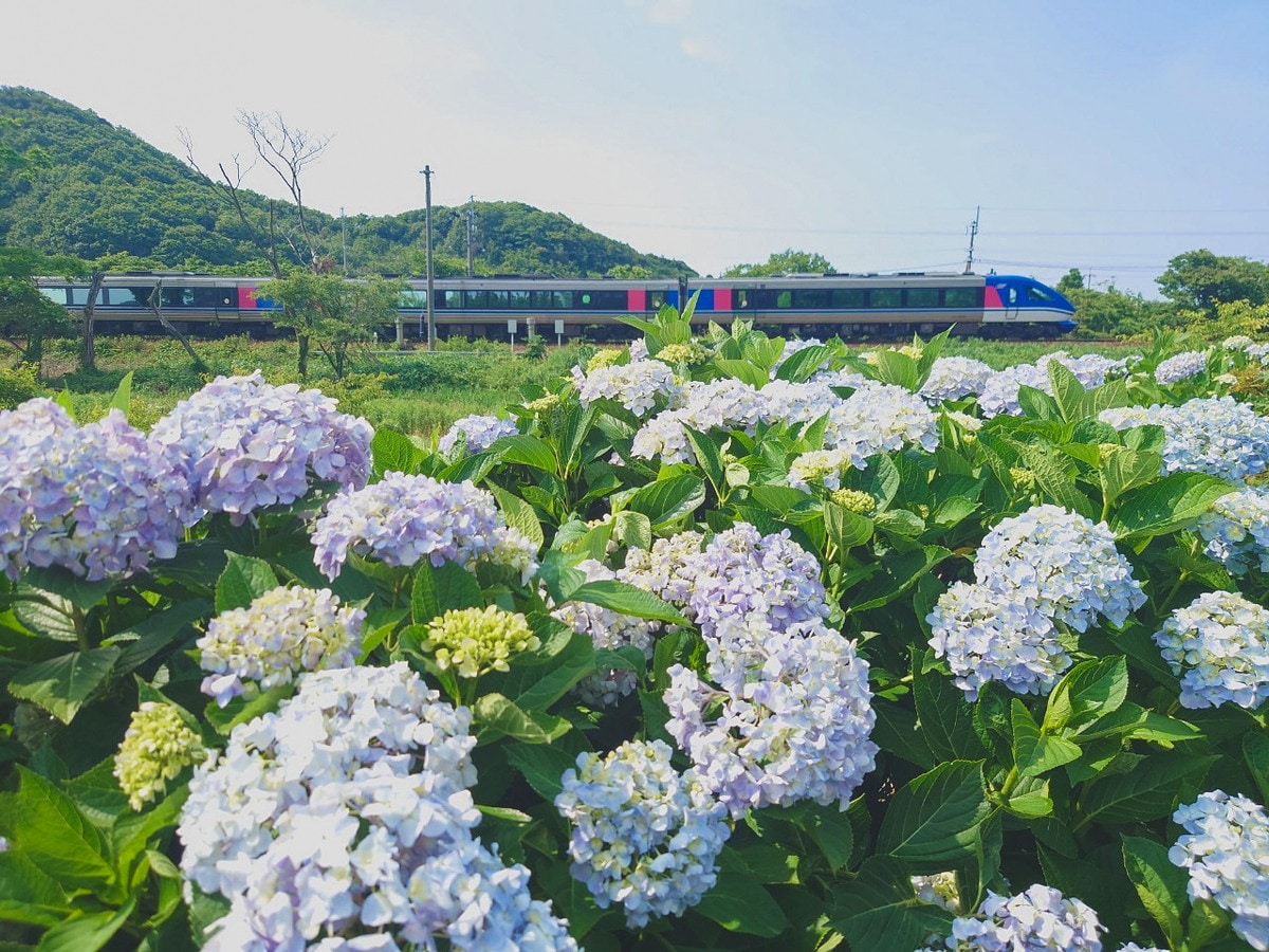 【2024開花情報】約3000株のあじさいが咲く「あじさい公園」。列車と一緒に撮影ができる！