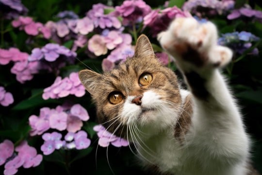 梅雨時期に咲き誇る『紫陽花』猫には危険な理由　誤飲した場合の症状も