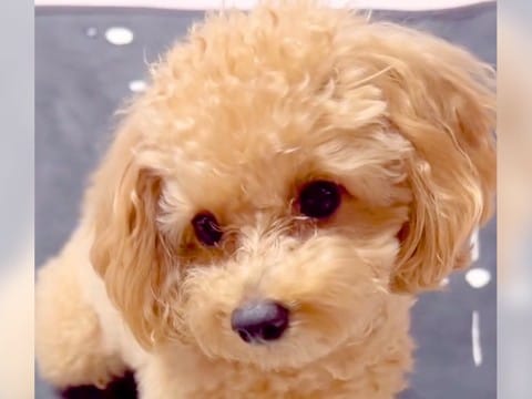 犬に『いないいないばあ』をさせた結果…完璧すぎる光景が可愛すぎると92万再生「天才、びっくりした」「頭下げるとこが最高」驚愕の声