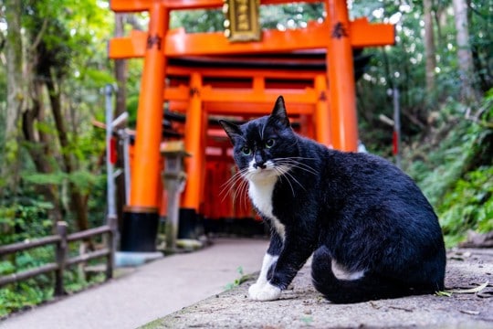 猫でいう『厄年』って何歳？気をつけるべき節目の年齢や、考えられるトラブル