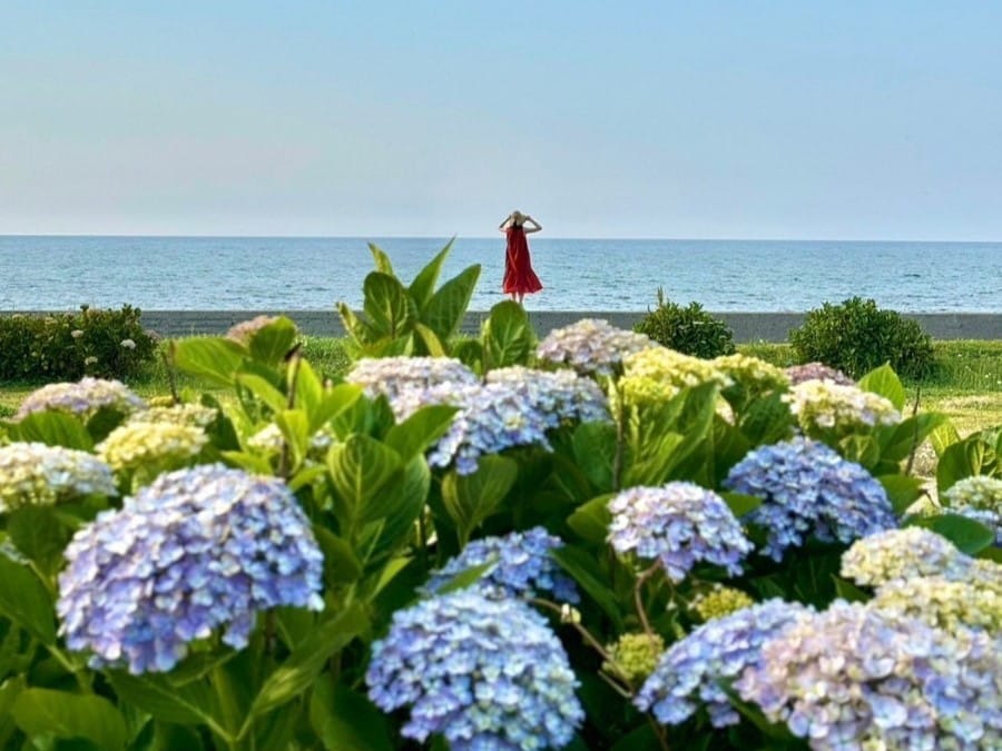 【鳥取アジサイ巡り】海が見えるアジサイ公園。約2000本の花が咲く「逢束あじさい公園」｜鳥取県琴浦町