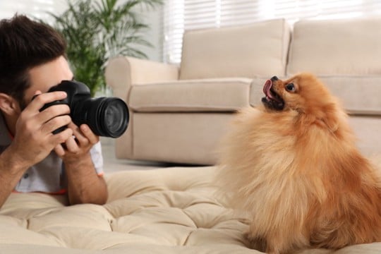 犬がカメラを嫌がる時に考えられる理由３つ　なぜ目線を逸らすの？上手く撮影するコツとは