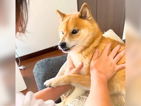 お風呂嫌いな犬が『お風呂警察』に見つかった結果…連行される一部始終が56万再生「任意同行で笑ったｗ」「警察24時みたいで草」と爆笑