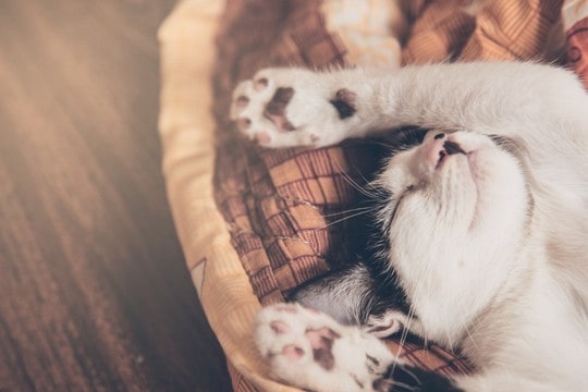 愛猫が快適に眠れる『猫ベッドの置き場所』3つ　安全に眠るために気をつけるべきポイントも