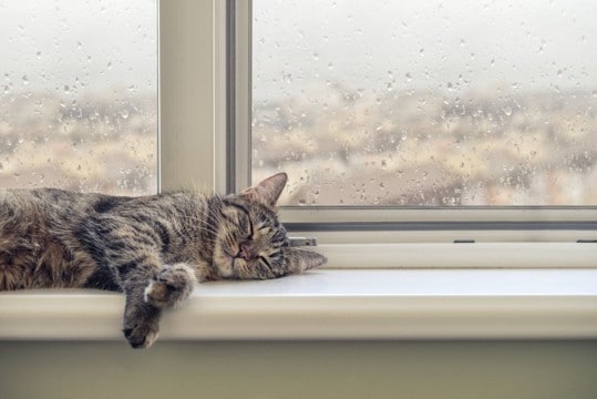 猫が『雨の日によく寝る』と言われる4つの理由　狩りをしている時代の名残だった？