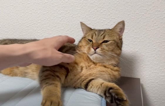 猫をママの後に『パパが撫でた』結果…あからさまな反応の違いが面白すぎると7万3000再生を突破「除菌ｗｗ」「男の子だねｗ」の声