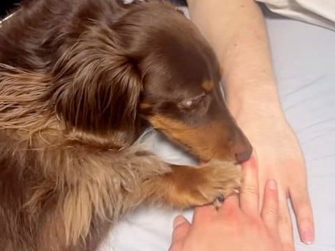 犬と『えいえいおー』をやってみたら…まさかの結果が321万再生の大反響「なんだ、ただの天才子犬だったか」「俺より空気読めてる」の声