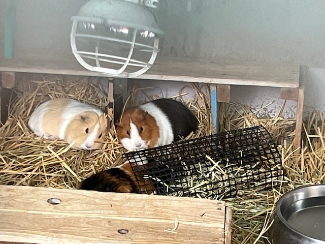 急な病気の時の強い味方！子どもを持つ家族にとってのお守りアプリ【キッズドクター】