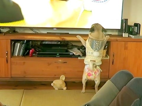 テレビで愛犬を映してみたら…『どこの犬ですか！？』まさかの"自分に嫉妬する姿"が面白過ぎると21万再生「よその犬だと思ってるの笑うｗ」