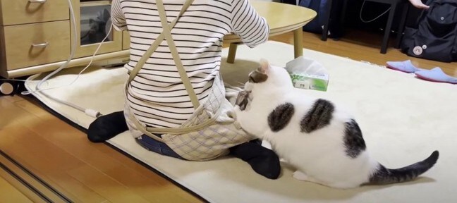 わがままボディが止まらにゃい！食いしん坊すぎる猫ちゃん