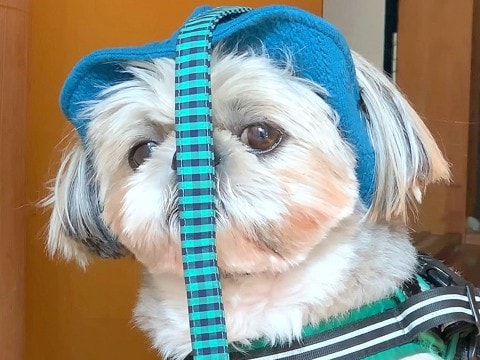 『どうしてこうなった…』犬に帽子を被せてみた結果…頑固すぎる姿が愛おしいと6万再生「なんとも言えない表情で草」「たまらん」と絶賛