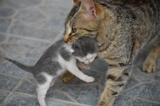 「母の愛」は炎より強い！全身やけどを負って子猫を助け、伝説になった母猫　米国