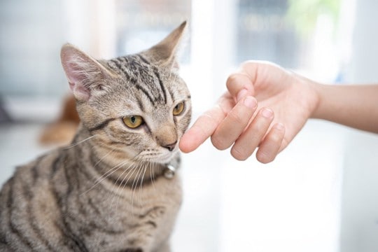 猫に『指を差し出すとニオイをかぐ』3つのワケ　猫流の「こんにちは」サインだった！