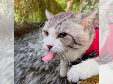 『男ならがぶ飲みでしょ』猫が"清流"の水を直飲みした結果…"男前"すぎる飲みっぷりが215万再生「いけるくちだね～」「惚れてまうｗ」