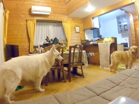 大型犬を『2匹だけで留守番』させてみた結果…飼い主の知らない一面に涙「見た目とのギャップ」「性格が違って面白い」と30万再生