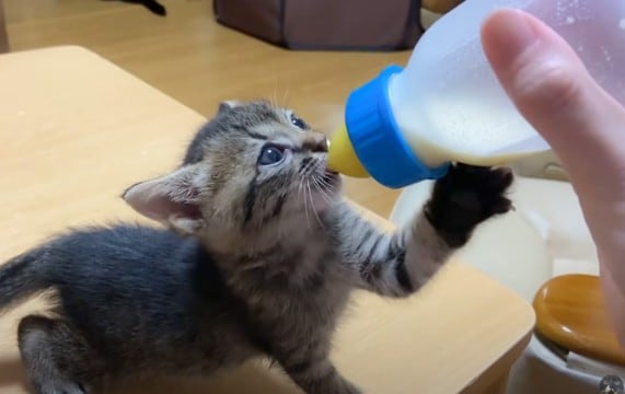 子猫に『ミルク』を飲ませたら"衝撃の可愛さ"だった…一生懸命な姿にもん絶すると75万5000再生「にやけた」「吸い続ける執念」