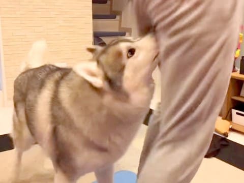 どうしても家族に構ってほしいハスキー犬…まさかの『カンチョーを決める姿』が可愛すぎると125万再生「爆笑」「綺麗に決まりすぎｗ」の声