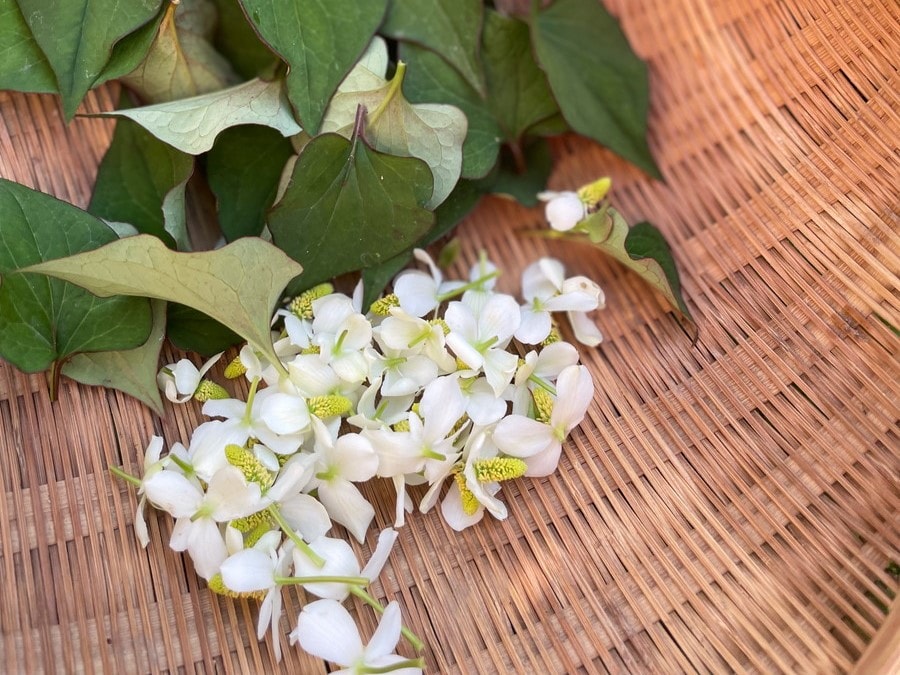 大山に惹かれて移住。天然素材で手作りできる虫除け・かゆみ止め「ドクダミチンキ」は万能薬【鳥取田舎くらし】