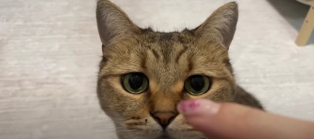 鼻くそ付き？！なかなか取らせてくれない猫ちゃん