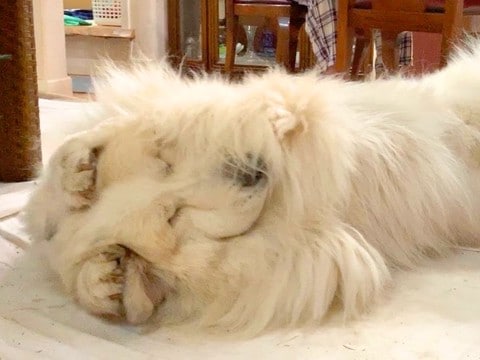 超大型犬が家族に甘えた結果…まさかの『大きな赤ちゃんになる姿』が可愛いと92万再生「自分の大きさ理解してない笑」「たまらない」