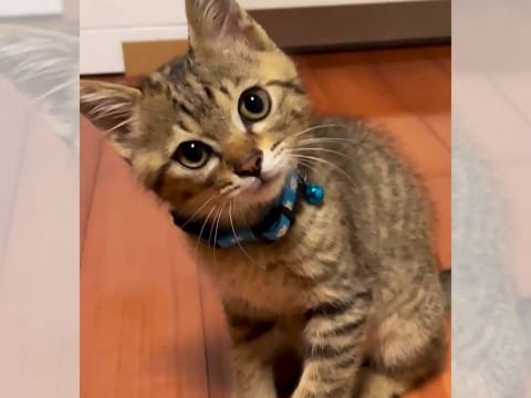 撮影中の『赤ちゃん猫』"カメラ"が気になりすぎて…キュートすぎる"かしげ顔"が270万再生「可愛いすぎ」「天使…」「愛くるしいわぁ」